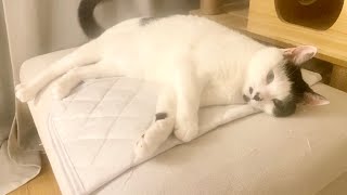 ひんやり枕カバーを気に入ったうめ