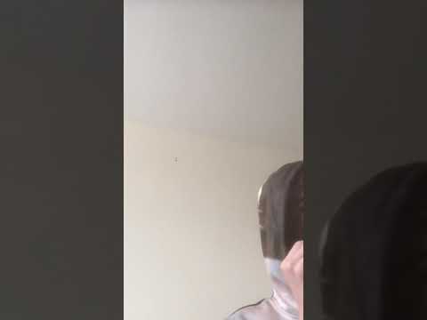 21 Pilots Heathens (vegan) parody