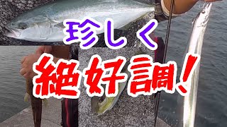 秋のジギング四目釣り！