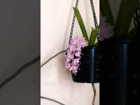 The foxtell in Mitu's garden #flowers #garden #colonelkkjϟ #gardening #nature #flowergardening