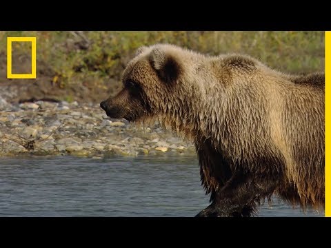 The Grizzly Bear's (Very Effective) Fishing Technique