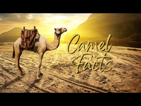 Camel Facts for Kids - Fun and Educational Facts About These Amazing Animals!