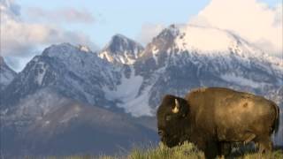 Windshield Smasher [Black Moth Super Rainbow]