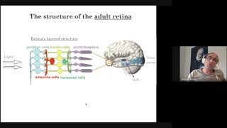The retina as a dynamical system video