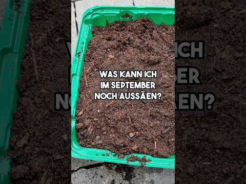Wintergemüse im September aussäen #gartentipps #garten #gardeningtips #gemüseanbau #diygarden