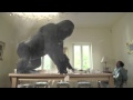 Century Ply Angry Gorilla