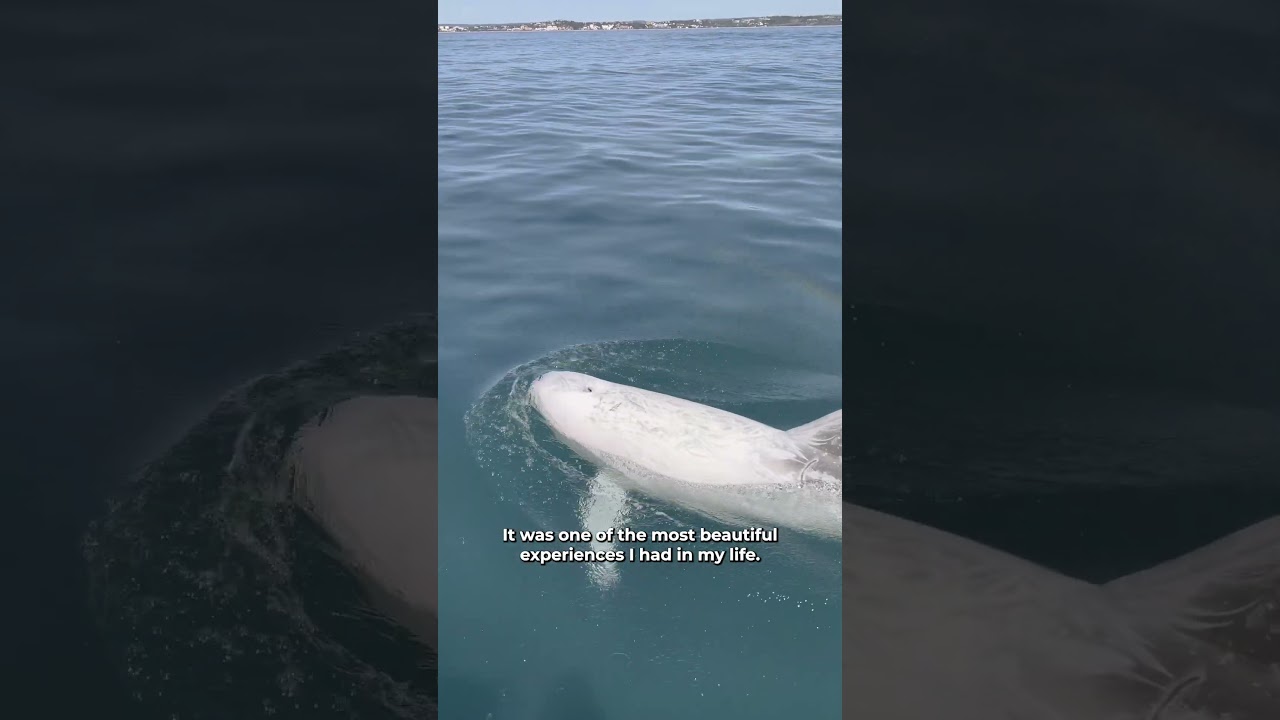 YouTube Short thumbnail