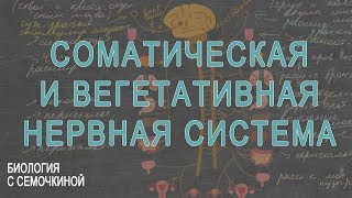 Простая соматическая и вегетативный рефлектурные дуги
