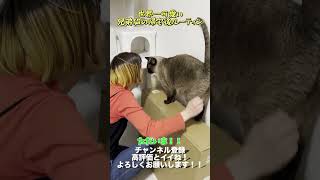 世界一可愛い兄弟猫の帰宅後ルーティン #くるみバンバン＃シャムミックス＃猫のいる暮らし＃猫あるある＃バーニィ #弾き語り #ギター #ライブ #martin