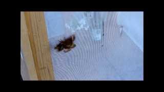 Freilandanflug (Lasiocampa quercus)