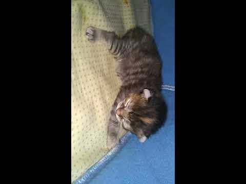 Highlander / Highland Lynx Kittens 07.29.2019 VABeachCats - Cat Nap