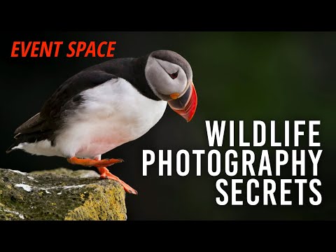 Wildlife Photography: Behind the Scenes with Roie Galitz | B&H Event Space