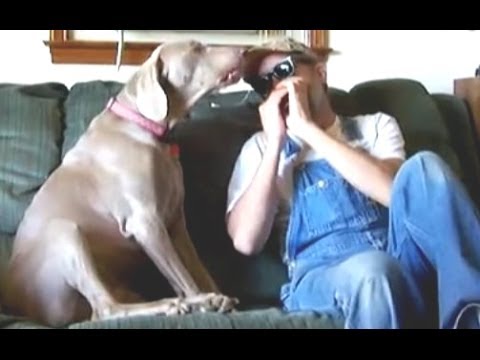 Kutya énekel - vicces összeállítás