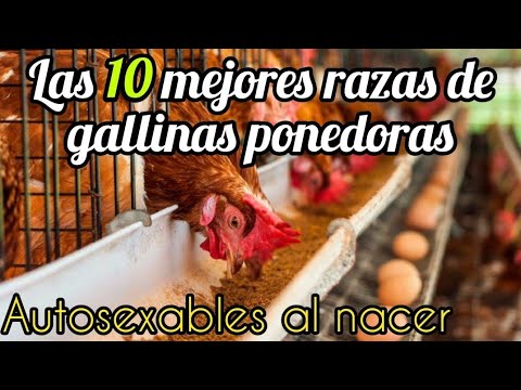 , title : 'Las 10 razas de gallinas sexables al nacer más populares y rentables para la producción de huevos.'