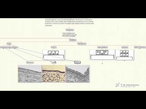 5.4 Tessuto epiteliale, definizione, istologia, funzioni.