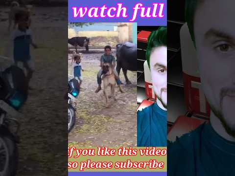 funny Dog #funnyvideos#funny #funnyshots#funnymoments #shortsfeed#dogs #funnydog #shortsvideo