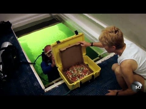 Scuba Diving Pizza Delivery Man World S Strangest Safe Videos