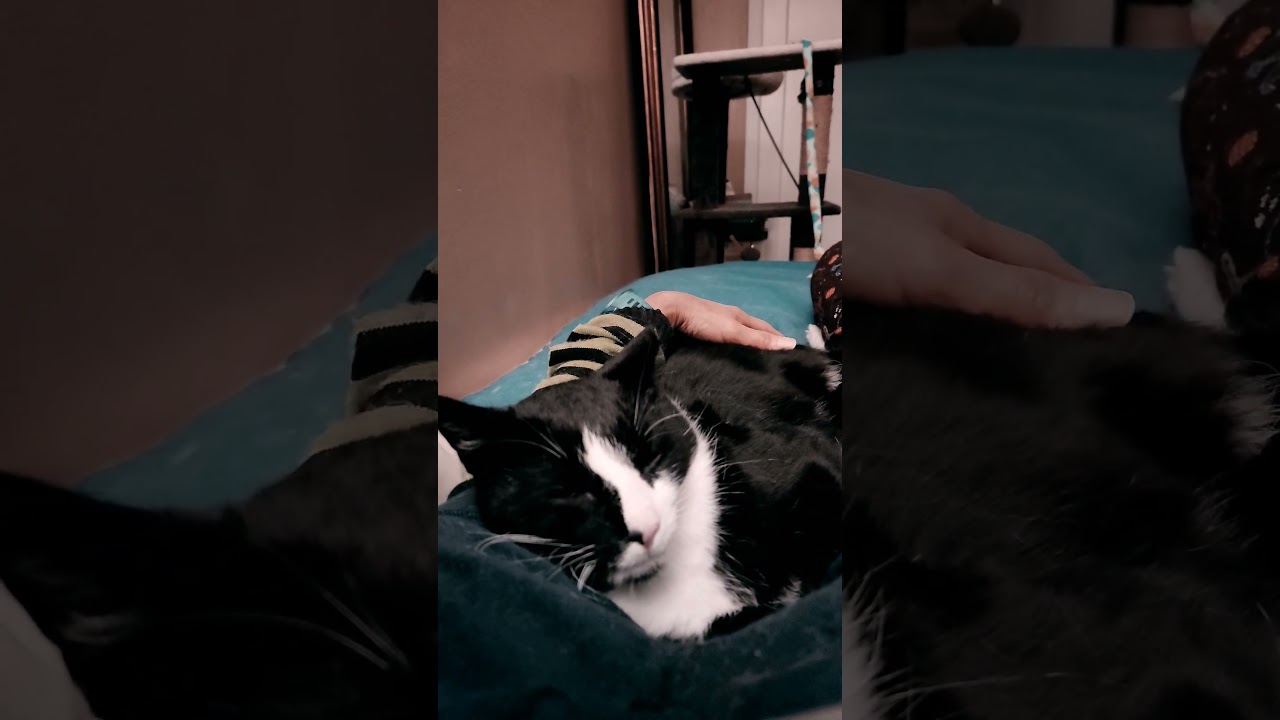 Enlarge Ringo, a Adoptable mixed breed in sunnyvale, CA video 6/6