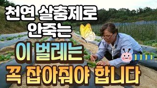 무 배추 천연살충제로도 안죽는 쌀벌레! 손으로 잡아줘야 합니다 - 텃밭농사