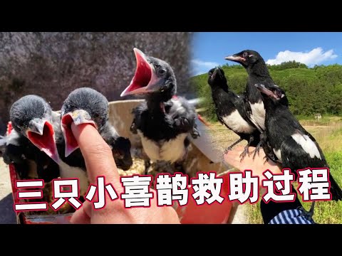 養小鳥