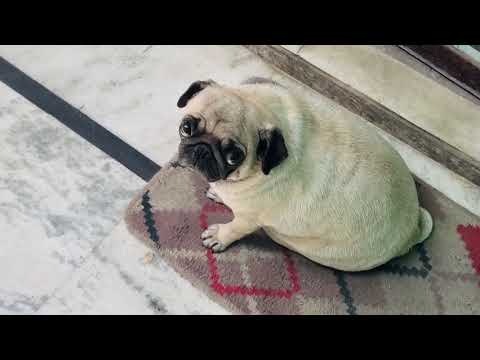 Hye garmi /new vlog￼||2024||dilpreet gagra