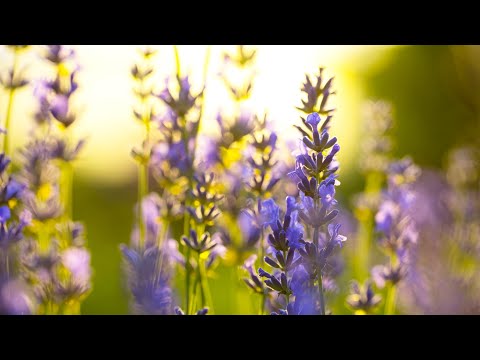12 Hours of Relaxing Music - Piano Music for Stress Relief, Sleep Music, Meditation Music (Margaret)