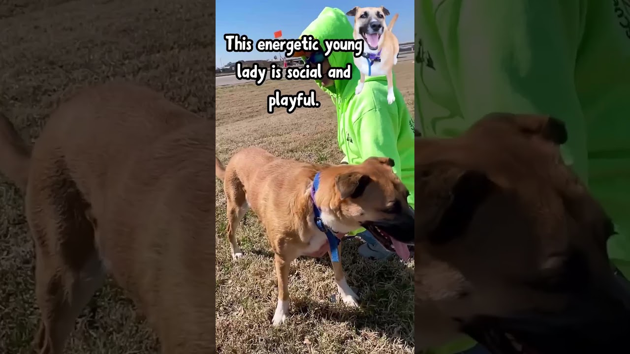 Camie, a Adoptable mixed breed in Denison, TX video 6/6