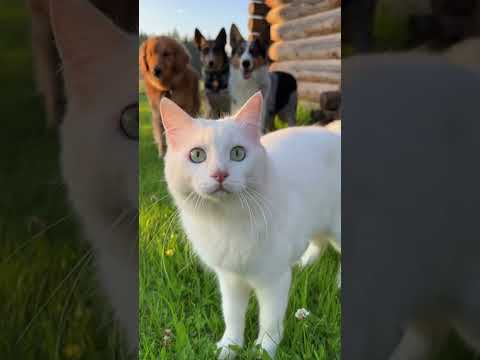 The Bear Didn’t See This Band Coming for Him