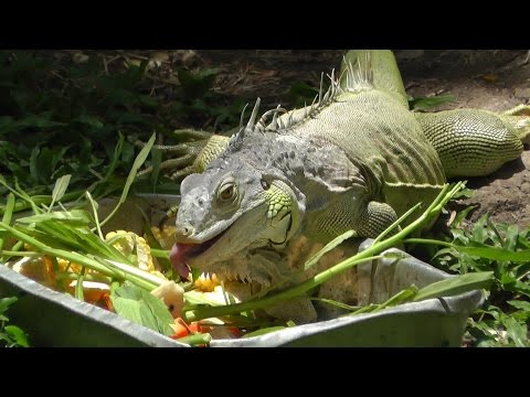 Зоопарк Као Кео.Тигровый зоопарк Сирача (Sriracha Tiger Zoo).