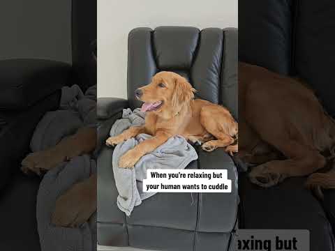 Cuddles on demand #goldenretriever #dog #bestfriend #love #goldies #cutie