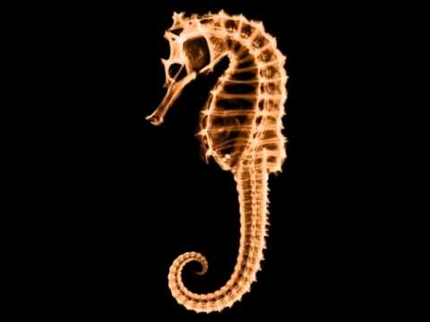 Kissogram - My Friend Is A Seahorse (James Priestley & Dan Berkson Mix)
