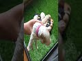 Goldendoodle dogs for sale: Miss Hot Pink - Video 4