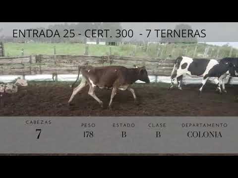 Lote 7 Terneras 1AA,  1AAxHO,  2NO,  1COL,  1HO,  1KW 178kg -  en Cardona
