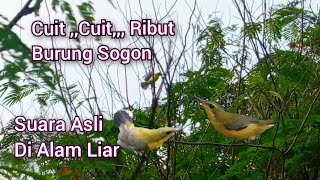 Download lagu Suara Burung Sogon Cuit Cuit Ribut Di Alam Liar mp3