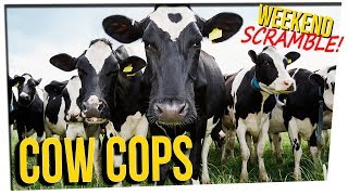 WS - Cows Help Police Catch Criminal ft. Steve Greene & DavidSoComedy