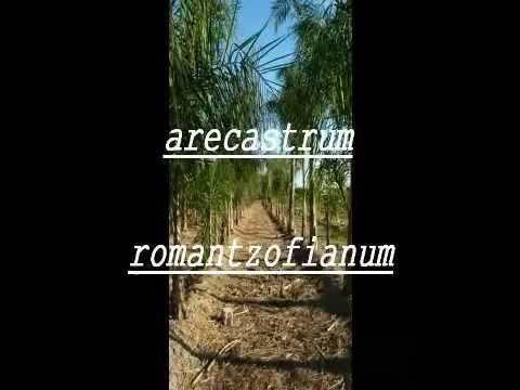 Palmeres en LLauri.avi