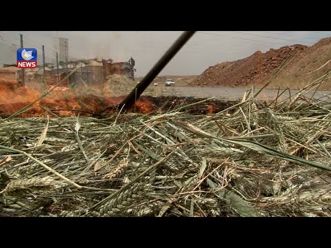 بەڤیدیۆ.. جوتیارانی سنوری چەمچەماڵ دەست بە ئامادەکردنی قەرەخەرمان دەکەن