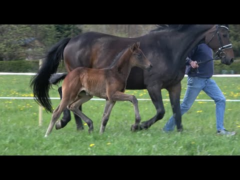 *2021 Stute von Fürst Zonik PS - Danone I SOLD!!!
