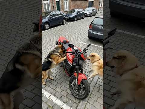 #animals #ai #shorts These intelligent dogs taught this young man a lesson he will never forget.#dog