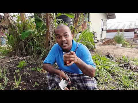 Trini Dave - Beast Mode (Music Video)