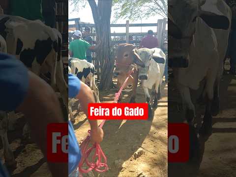 Gado chegando na Feira de Monteiro-PB