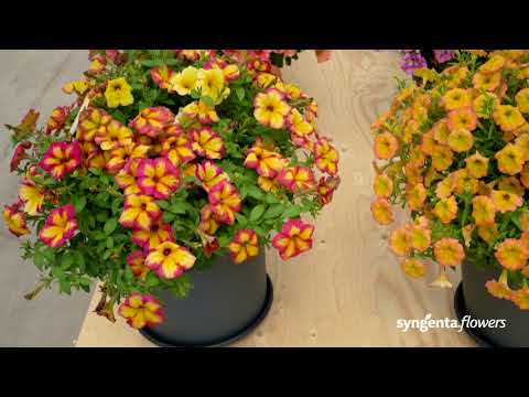 Meet our Petunia Fun House - With color changing ability