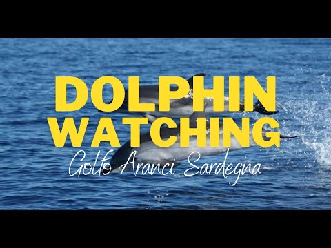 Dolphins watching Golfo Aranci Sardegna