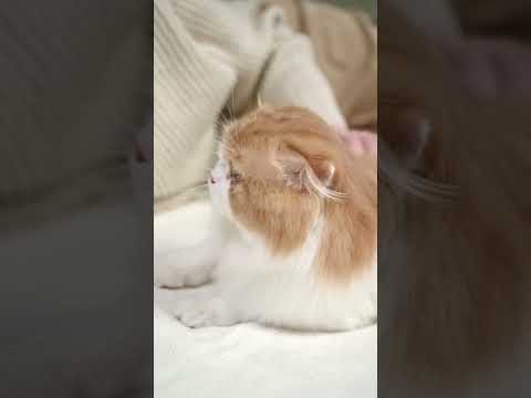 cat so cute 😻😻😘 pavi shorts 😘