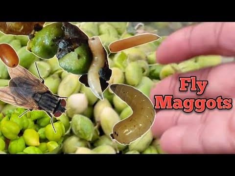 Fly Maggots in my Legume pod 😱 | Vegetables 