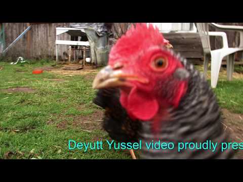 Kaideng K70c Sky Warrior drone with 2 axis gimbal . TOO HEAVY and CRASHES !