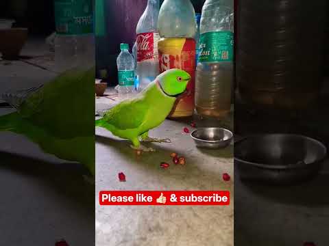 indian parrot 🦜 talking mamma & don't eat #angryparrot #naturelovers #talkingparrot #parrot #indian