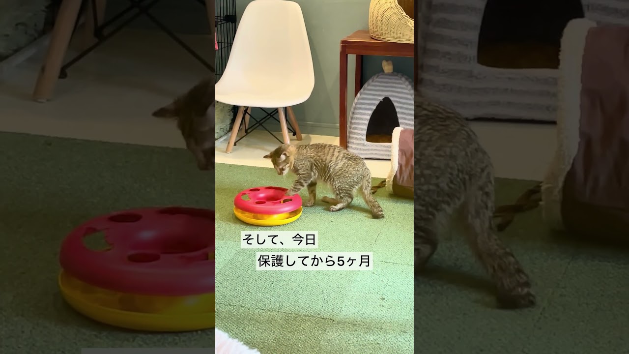 ルナちゃんが 初めて遊んだよ😻　　#保護猫 #mocaルナ