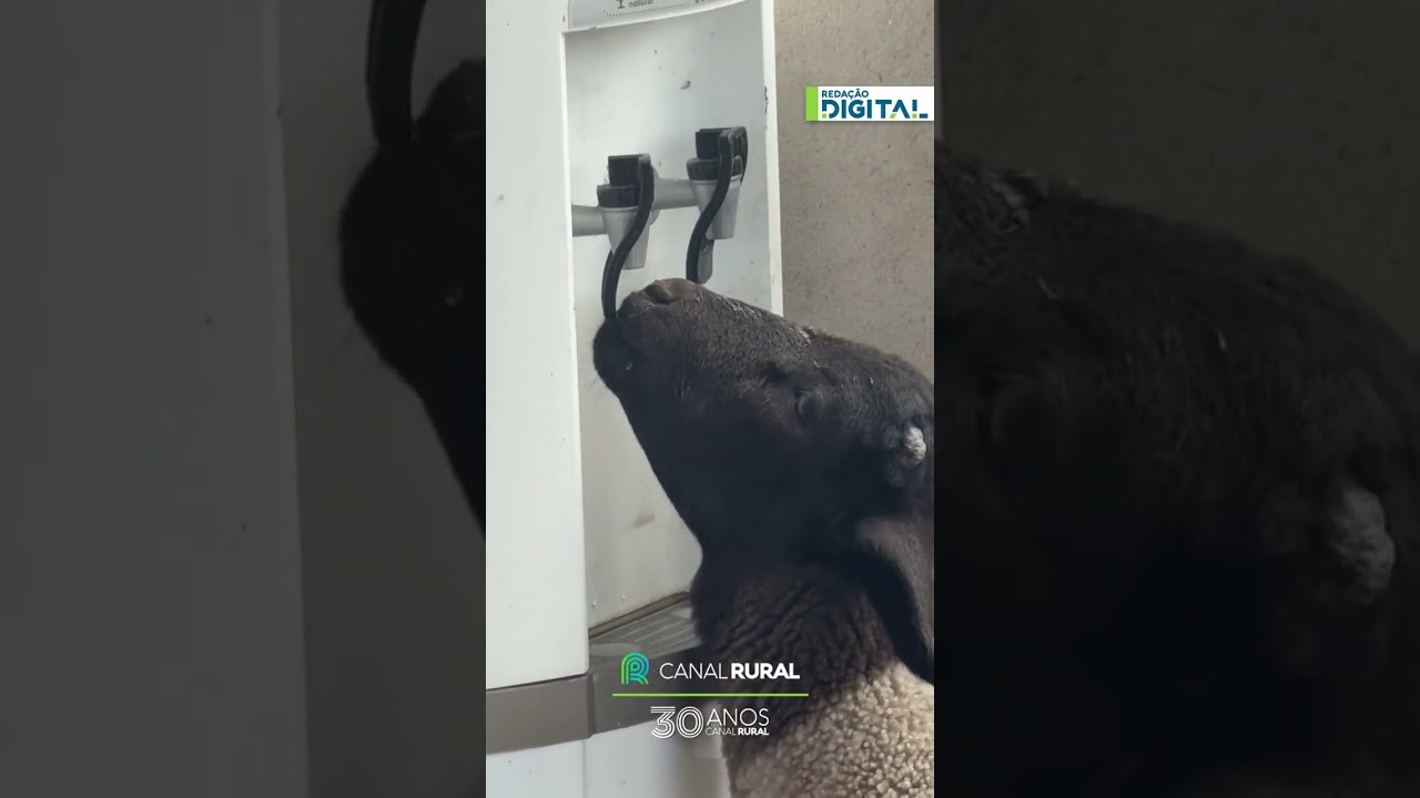 Cabrito Bibito viraliza ao usar bebedouro de casa para matar a sede