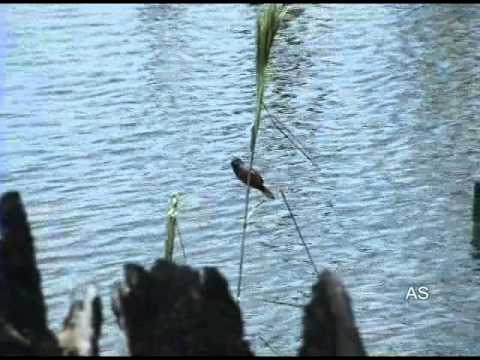 Kňažík hnedobruchý (Sporophila castaneiventris) — starostlivosť, voliéra a kŕmenie